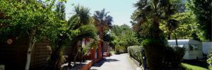 Albizia-camping
